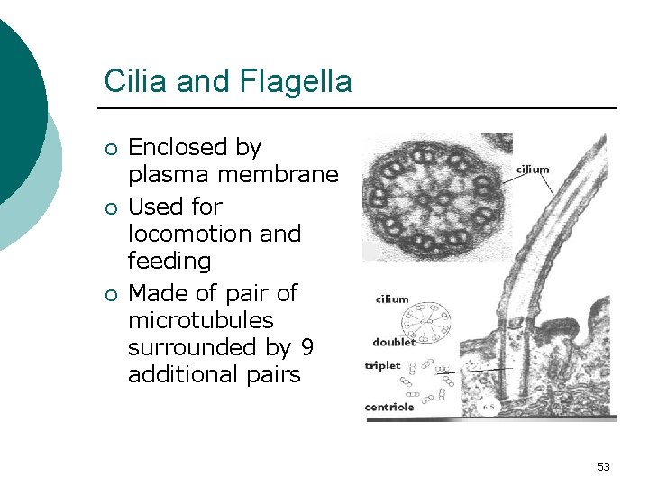 Cilia and Flagella ¡ ¡ ¡ Enclosed by plasma membrane Used for locomotion and