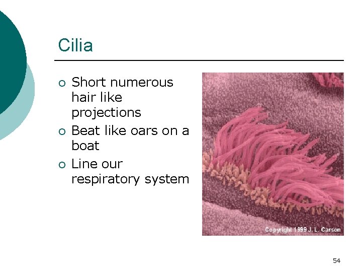 Cilia ¡ ¡ ¡ Short numerous hair like projections Beat like oars on a