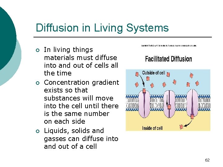 Diffusion in Living Systems ¡ ¡ ¡ In living things materials must diffuse into