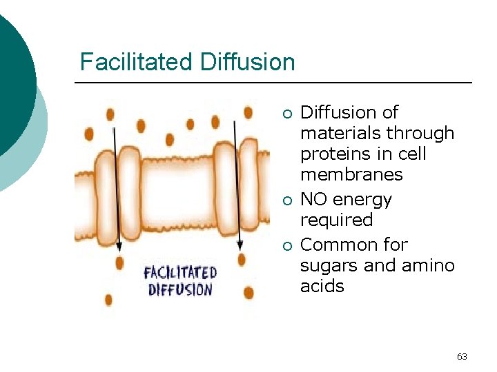 Facilitated Diffusion ¡ ¡ ¡ Diffusion of materials through proteins in cell membranes NO