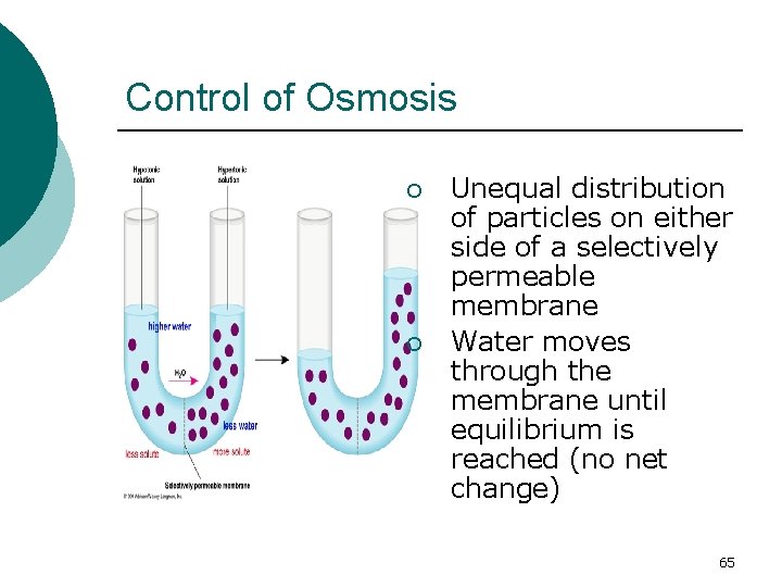 Control of Osmosis ¡ ¡ Unequal distribution of particles on either side of a