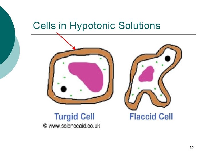 Cells in Hypotonic Solutions 69 