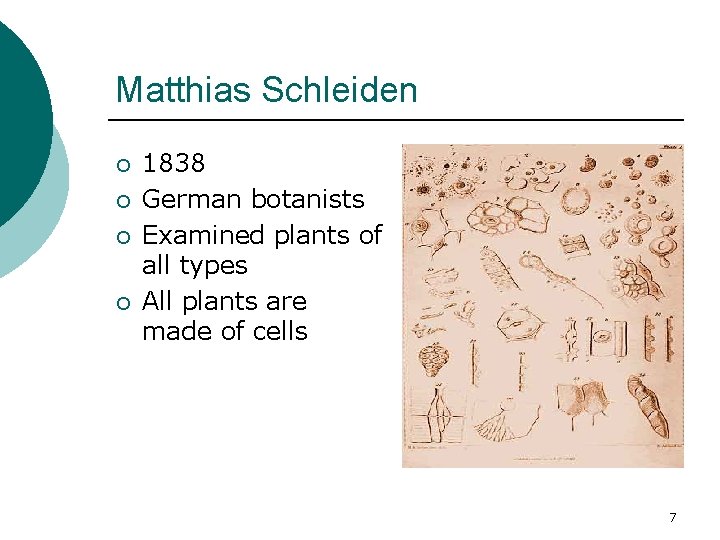 Matthias Schleiden ¡ ¡ 1838 German botanists Examined plants of all types All plants