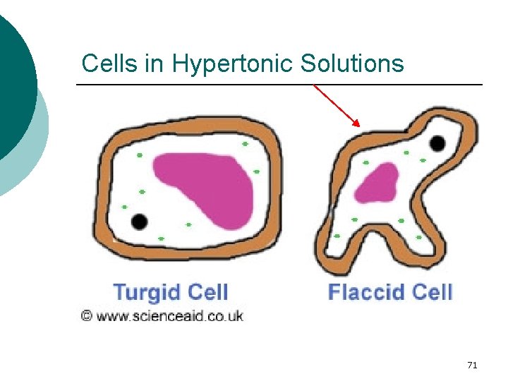 Cells in Hypertonic Solutions 71 