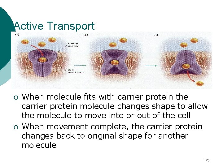 Active Transport ¡ ¡ When molecule fits with carrier protein the carrier protein molecule