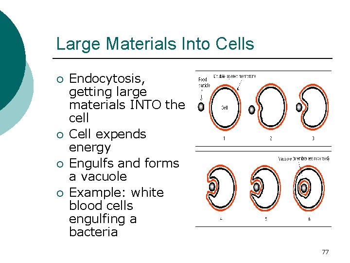 Large Materials Into Cells ¡ ¡ Endocytosis, getting large materials INTO the cell Cell