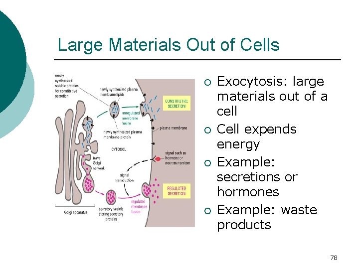 Large Materials Out of Cells ¡ ¡ Exocytosis: large materials out of a cell