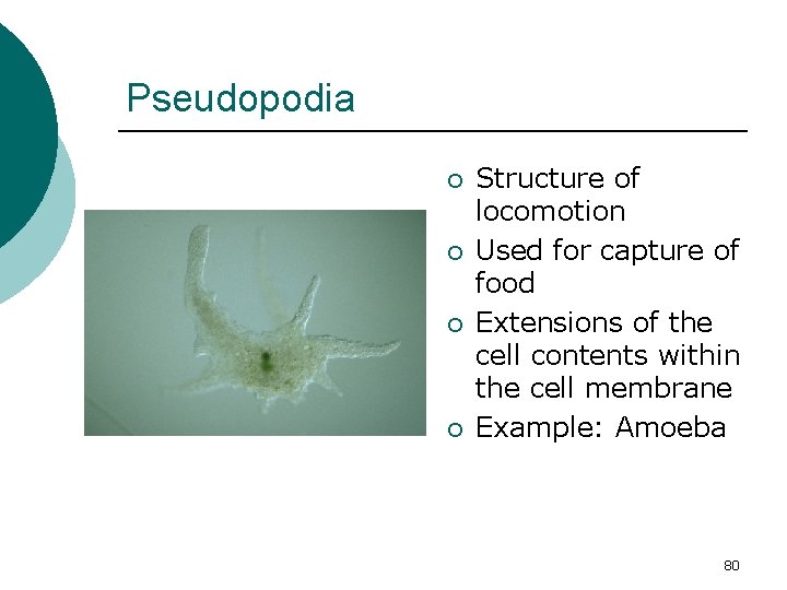 Pseudopodia ¡ ¡ Structure of locomotion Used for capture of food Extensions of the