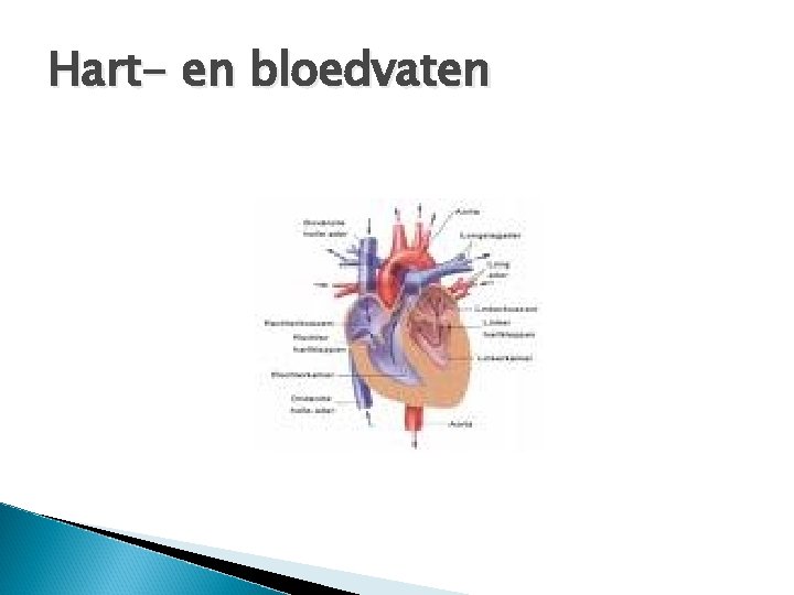 Hart- en bloedvaten 