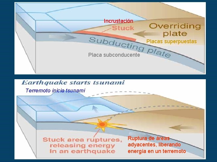 Incrustación Placas superpuestas Placa subconducente Terremoto inicia tsunami Ruptura de áreas adyacentes, liberando energía