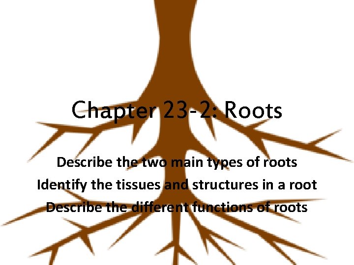 Chapter 23 -2: Roots Describe the two main types of roots Identify the tissues