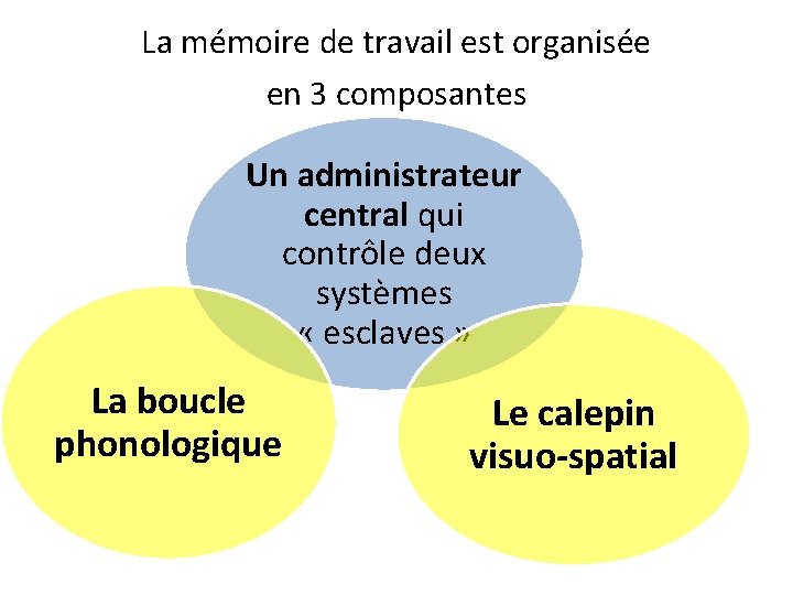 La mémoire de travail est organisée en 3 composantes Un administrateur central qui contrôle
