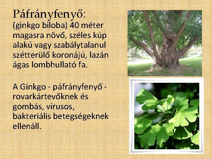 Páfrányfenyő: (ginkgo biloba) 40 méter magasra növő, széles kúp alakú vagy szabálytalanul szétterülő koronájú,