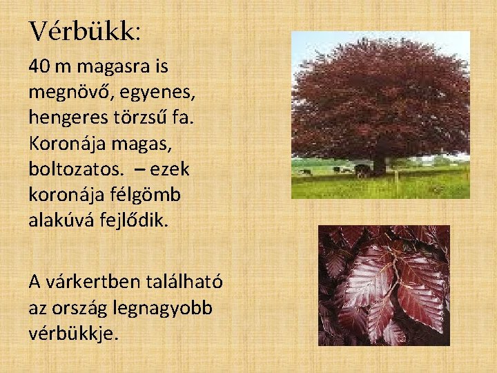 Vérbükk: 40 m magasra is megnövő, egyenes, hengeres törzsű fa. Koronája magas, boltozatos. –
