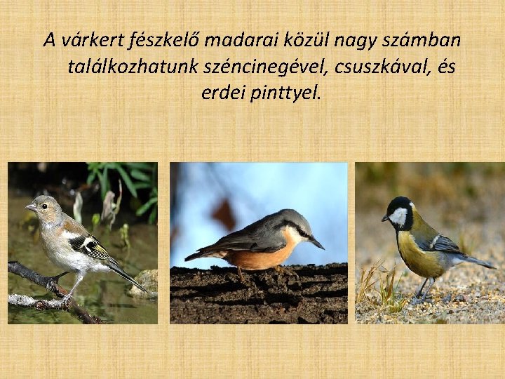 A várkert fészkelő madarai közül nagy számban találkozhatunk széncinegével, csuszkával, és erdei pinttyel. 