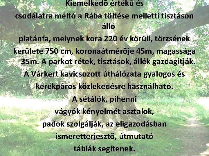 Kiemelkedõ értékû és csodálatra méltó a Rába töltése melletti tisztáson álló platánfa, melynek kora