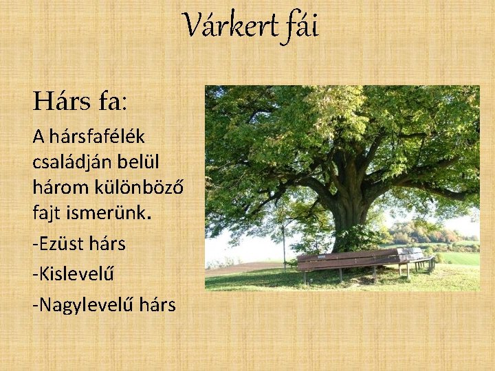 Várkert fái Hárs fa: A hársfafélék családján belül három különböző fajt ismerünk. -Ezüst hárs