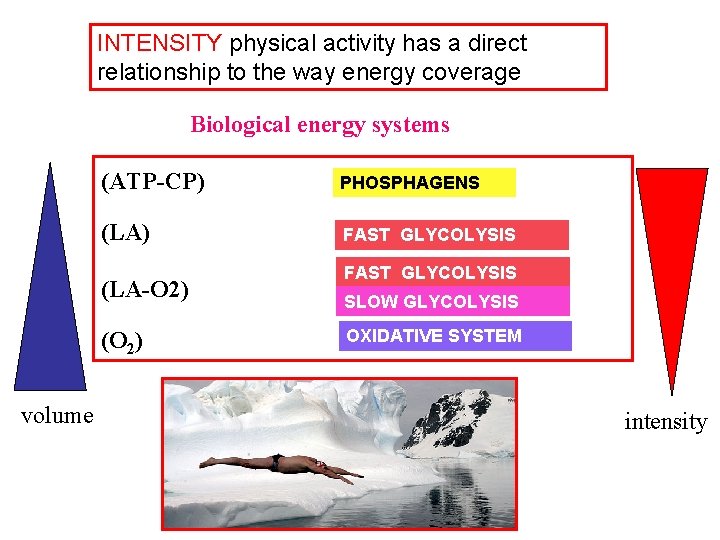 INTENSITY physical activity has a direct relationship to the way energy coverage Biological energy