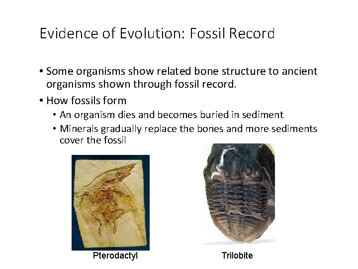 Evidence of Evolution: Fossil Record • Some organisms show related bone structure to ancient