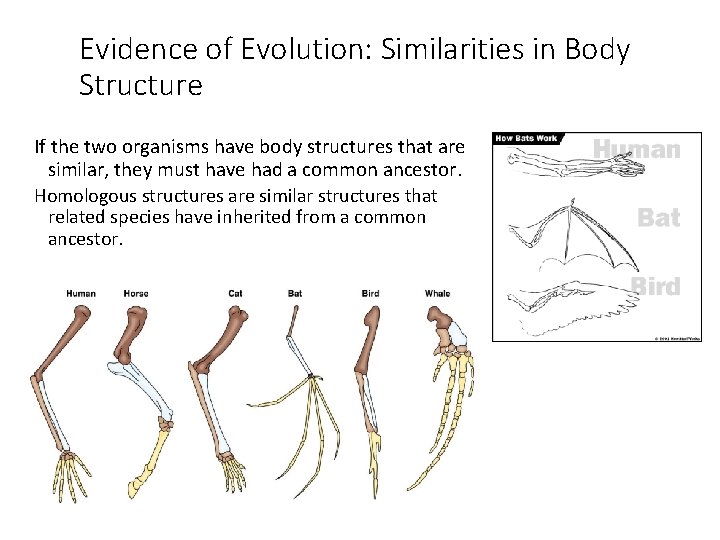 Evidence of Evolution: Similarities in Body Structure If the two organisms have body structures