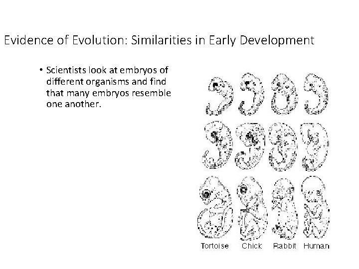 Evidence of Evolution: Similarities in Early Development • Scientists look at embryos of different