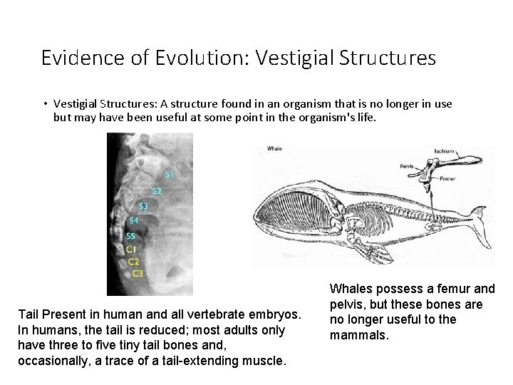 Evidence of Evolution: Vestigial Structures • Vestigial Structures: A structure found in an organism