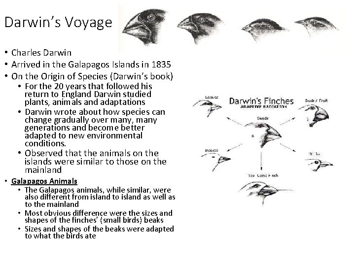 Darwin’s Voyage • Charles Darwin • Arrived in the Galapagos Islands in 1835 •