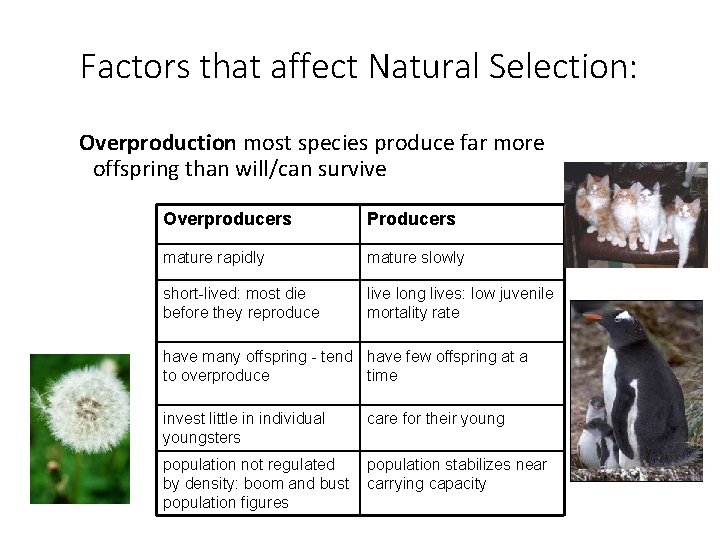 Factors that affect Natural Selection: Overproduction most species produce far more offspring than will/can