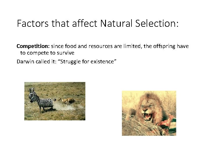 Factors that affect Natural Selection: Competition: since food and resources are limited, the offspring