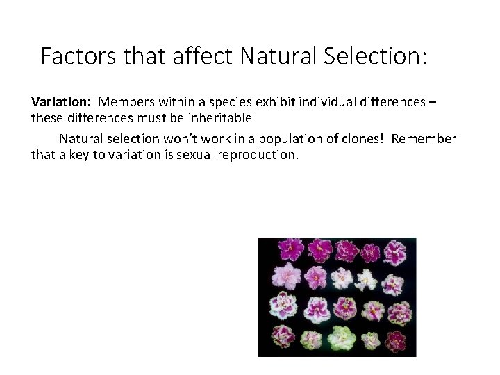 Factors that affect Natural Selection: Variation: Members within a species exhibit individual differences –