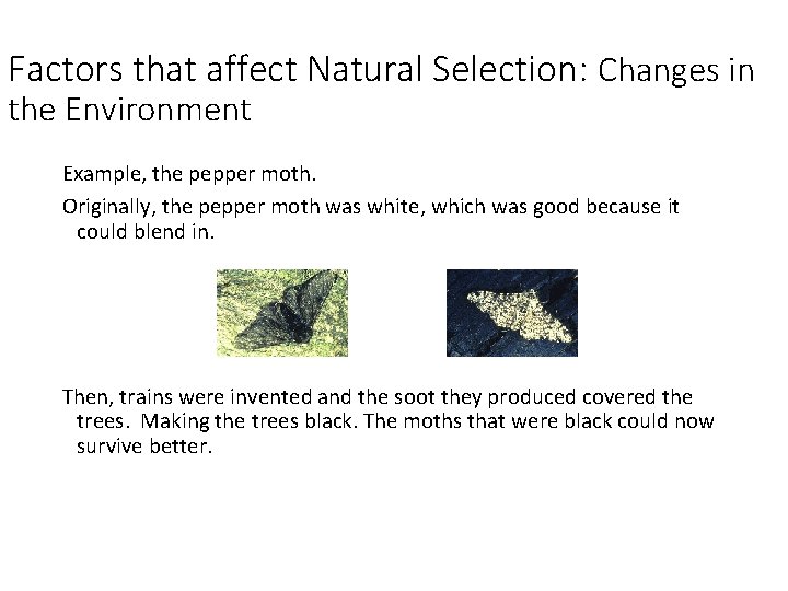 Factors that affect Natural Selection: Changes in the Environment Example, the pepper moth. Originally,