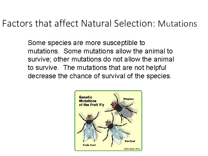 Factors that affect Natural Selection: Mutations Some species are more susceptible to mutations. Some