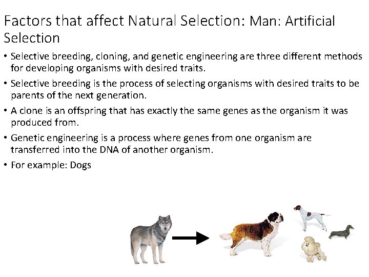 Factors that affect Natural Selection: Man: Artificial Selection • Selective breeding, cloning, and genetic