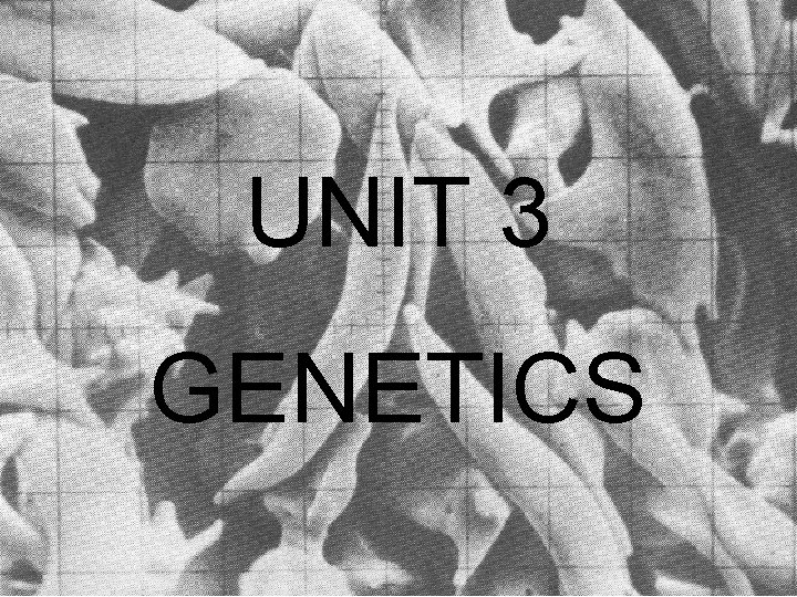  UNIT 3 GENETICS 