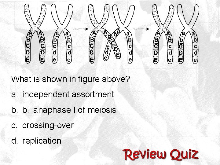 What is shown in figure above? a. independent assortment b. b. anaphase I of
