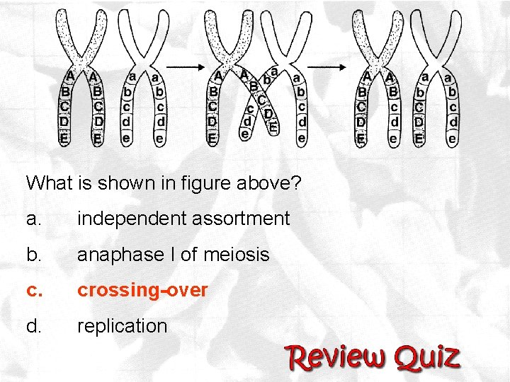 What is shown in figure above? a. independent assortment b. anaphase I of meiosis