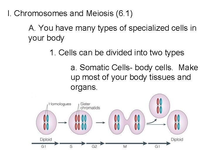 I. Chromosomes and Meiosis (6. 1) A. You have many types of specialized cells