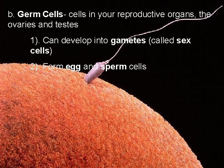 b. Germ Cells- cells in your reproductive organs, the ovaries and testes 1). Can