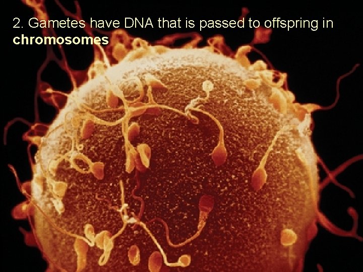 2. Gametes have DNA that is passed to offspring in chromosomes 