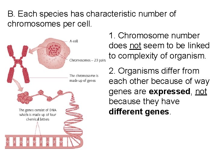 B. Each species has characteristic number of chromosomes per cell. 1. Chromosome number does