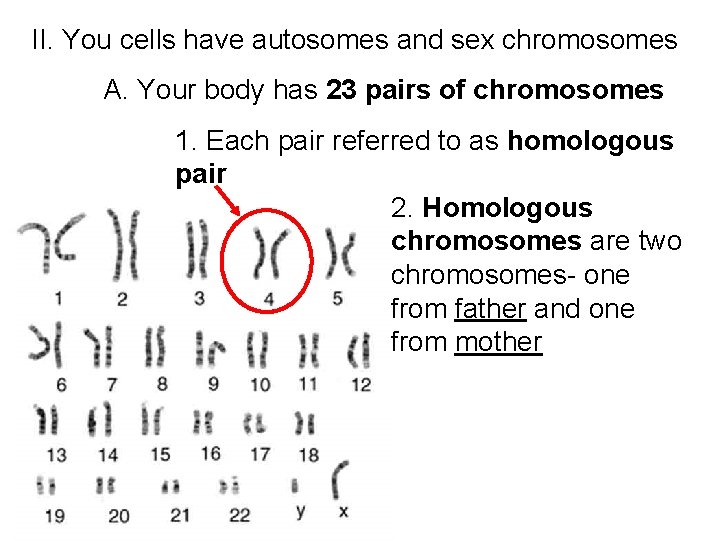 II. You cells have autosomes and sex chromosomes A. Your body has 23 pairs