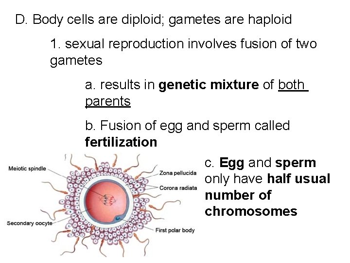 D. Body cells are diploid; gametes are haploid 1. sexual reproduction involves fusion of