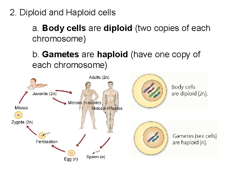 2. Diploid and Haploid cells a. Body cells are diploid (two copies of each