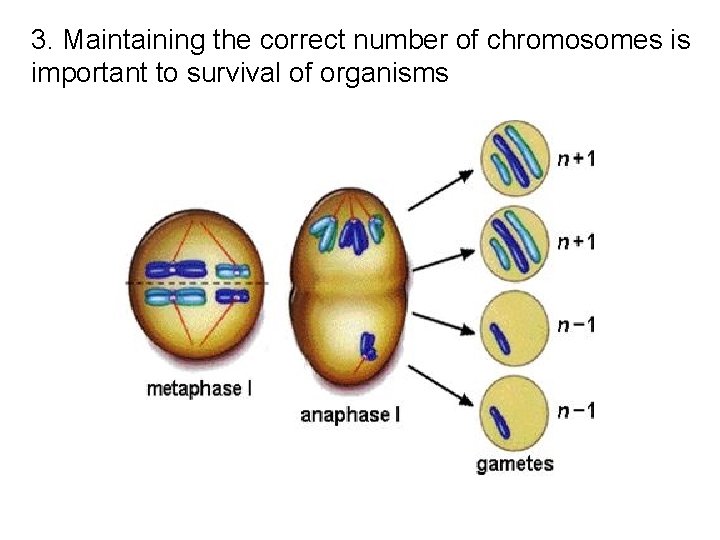 3. Maintaining the correct number of chromosomes is important to survival of organisms 