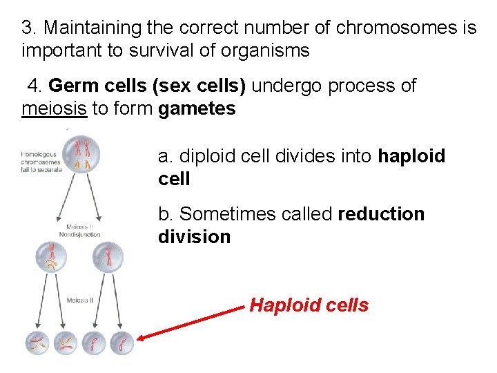 3. Maintaining the correct number of chromosomes is important to survival of organisms 4.