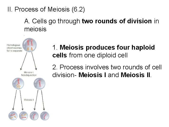 II. Process of Meiosis (6. 2) A. Cells go through two rounds of division