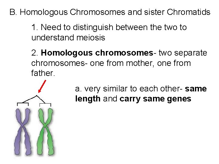 B. Homologous Chromosomes and sister Chromatids 1. Need to distinguish between the two to