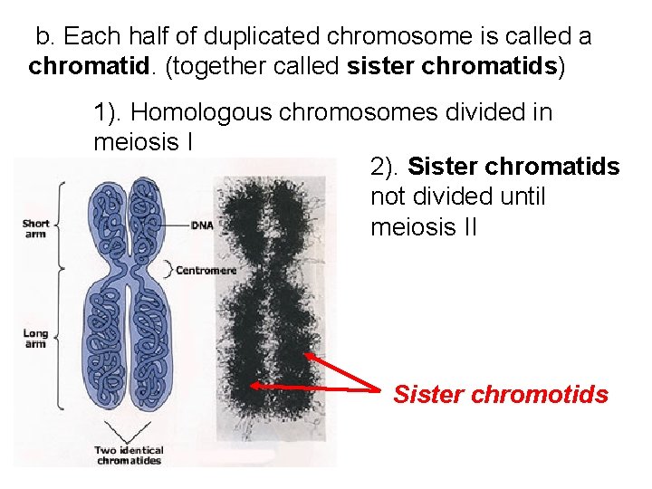  b. Each half of duplicated chromosome is called a chromatid. (together called sister