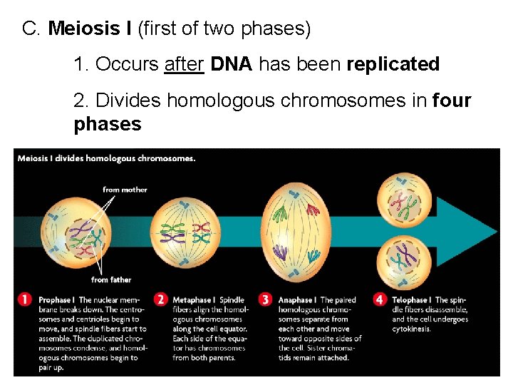 C. Meiosis I (first of two phases) 1. Occurs after DNA has been replicated