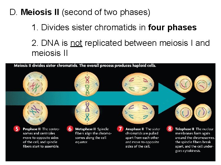 D. Meiosis II (second of two phases) 1. Divides sister chromatids in four phases